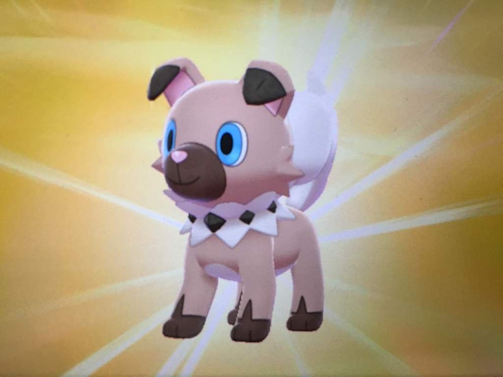 Own Tempo Rockruff anyone? Pokémon Amino
