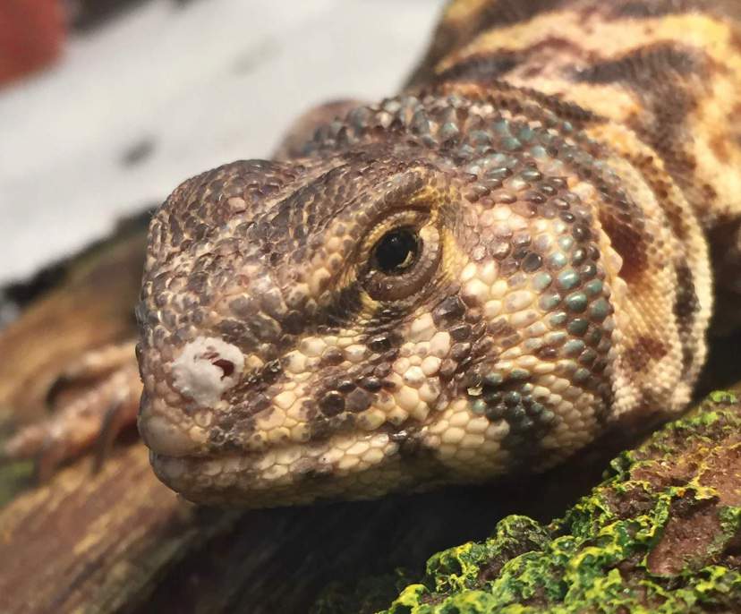 Uromastyx Health | Wiki | Small Animal Welfare Amino Amino