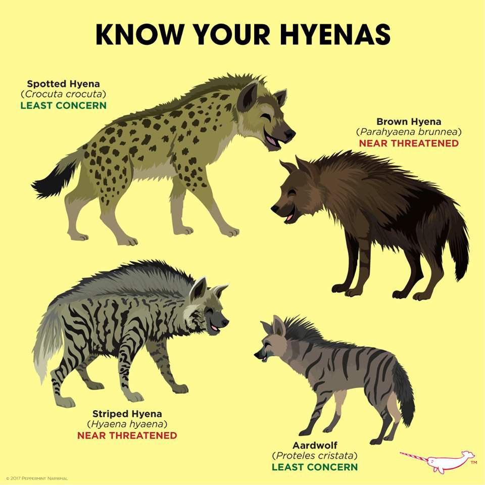 Hyena Furs | Wiki | Furry Amino