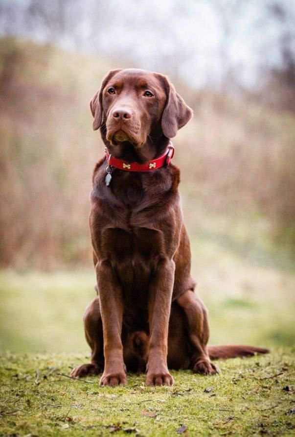 5 Most Commonly Owned Dog Breeds Pets Amino