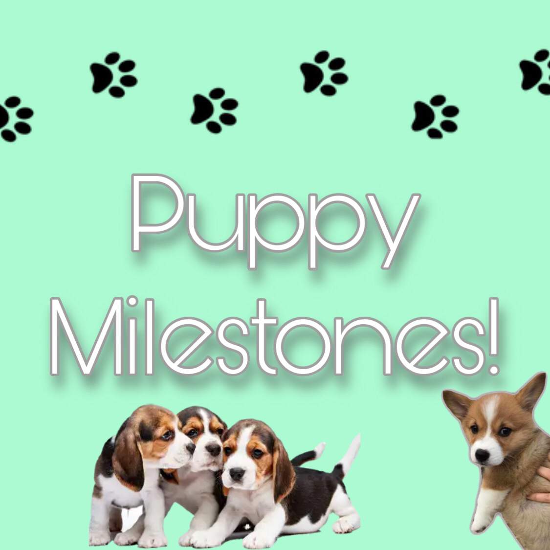 Puppy Milestones | Pets Amino