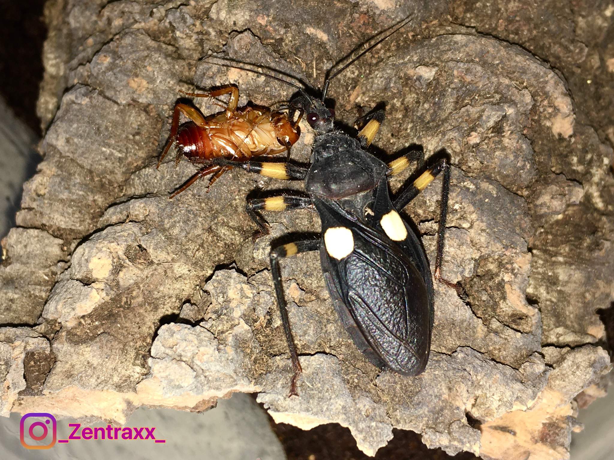 ⚪️Two-spotted Assassin Bug⚪️ | Reptiles Amino