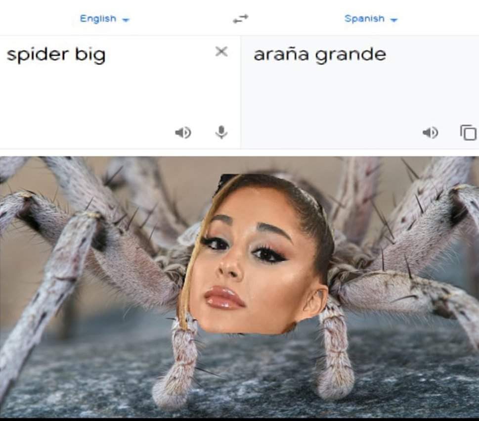 Spider Ariana Memes Amino 