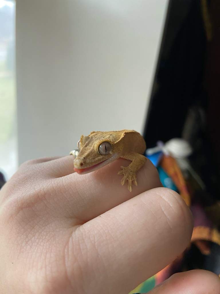 Hot Pants Wiki Reptiles Amino