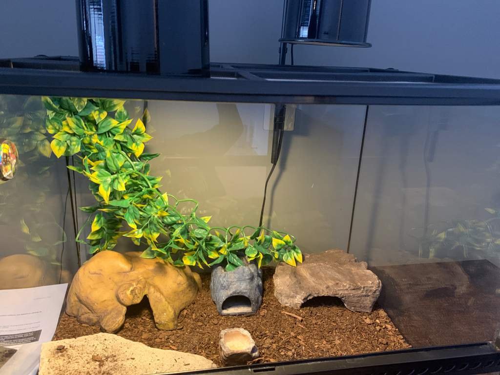 Is My Setup Good? Leopard Geckos Amino
