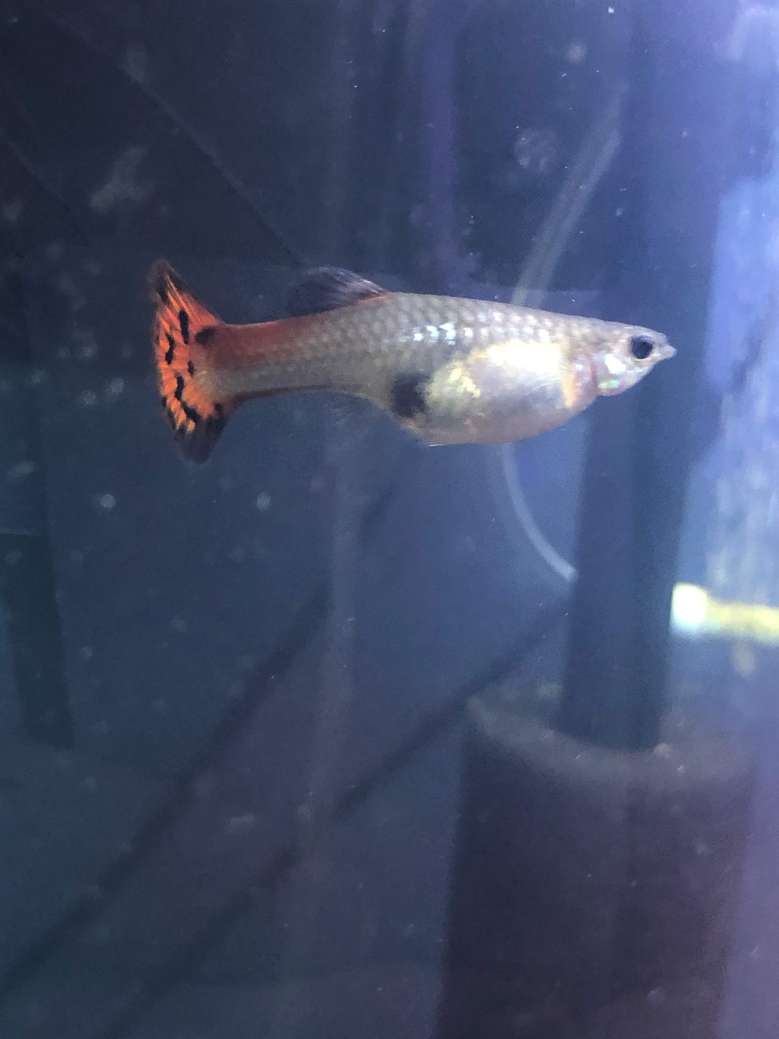 are-my-guppies-pregnant-fishkeepers-amino-amino