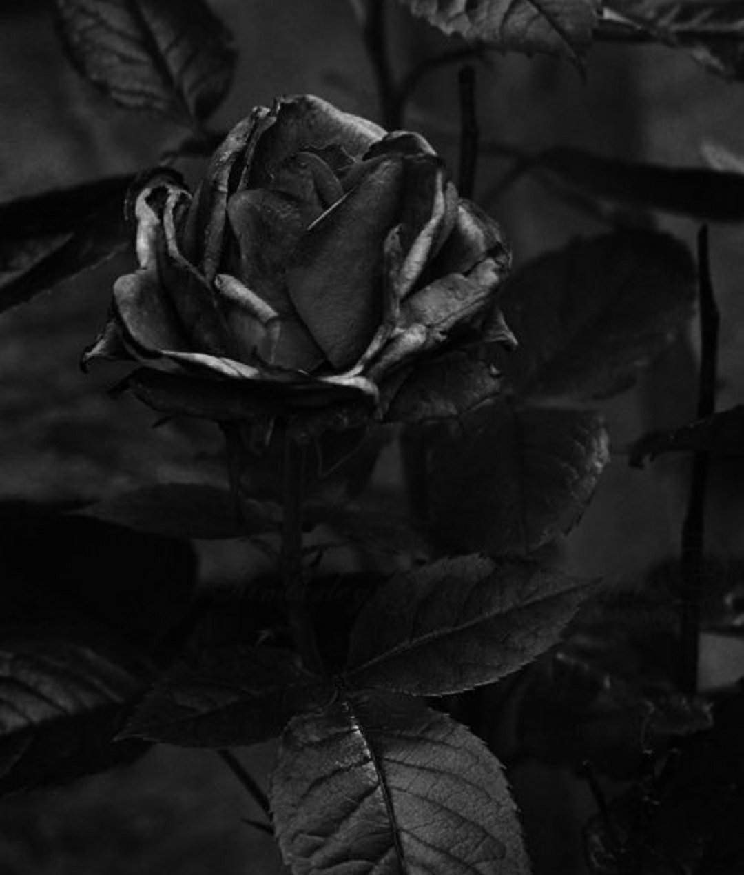 Розы мрачно