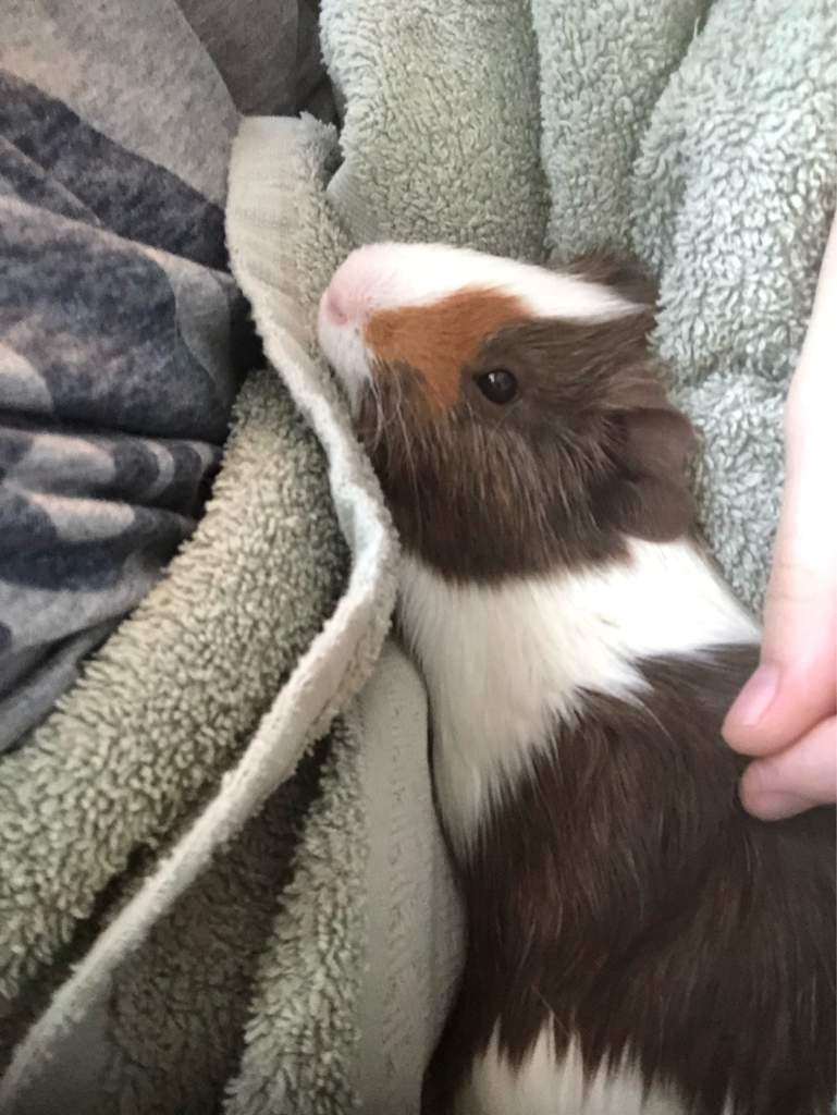 Guinea pig biting Guinea Pigs 🐹 Amino