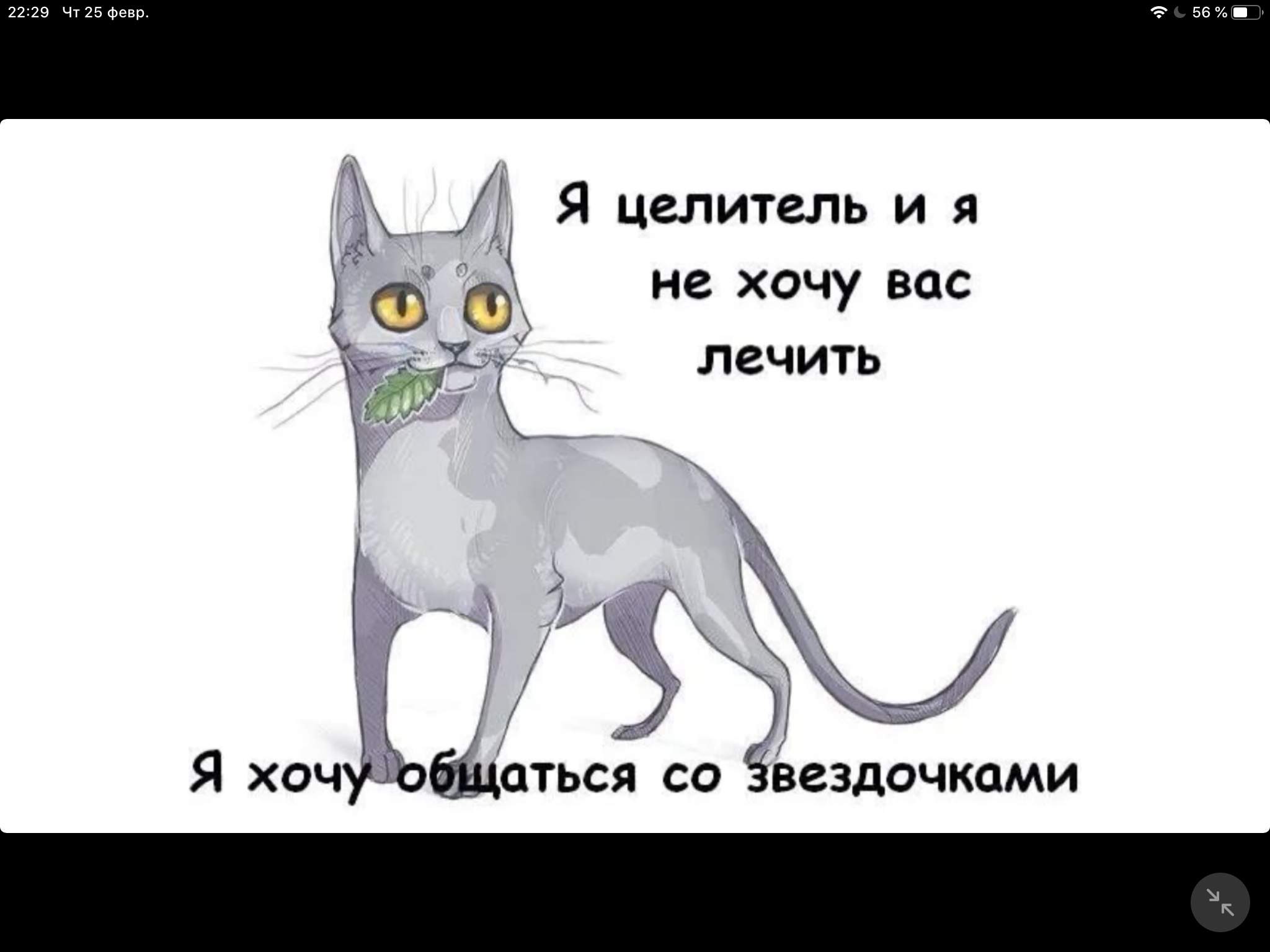 Смешные коты Воители