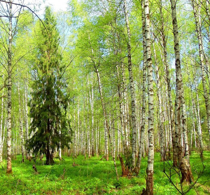 Картинка лес смешанный лес