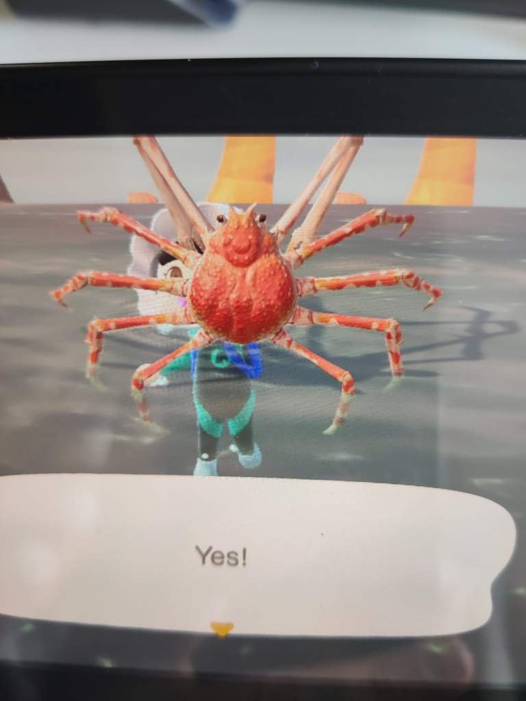 It's a SPIDER CRAB! Animal Crossing Amino