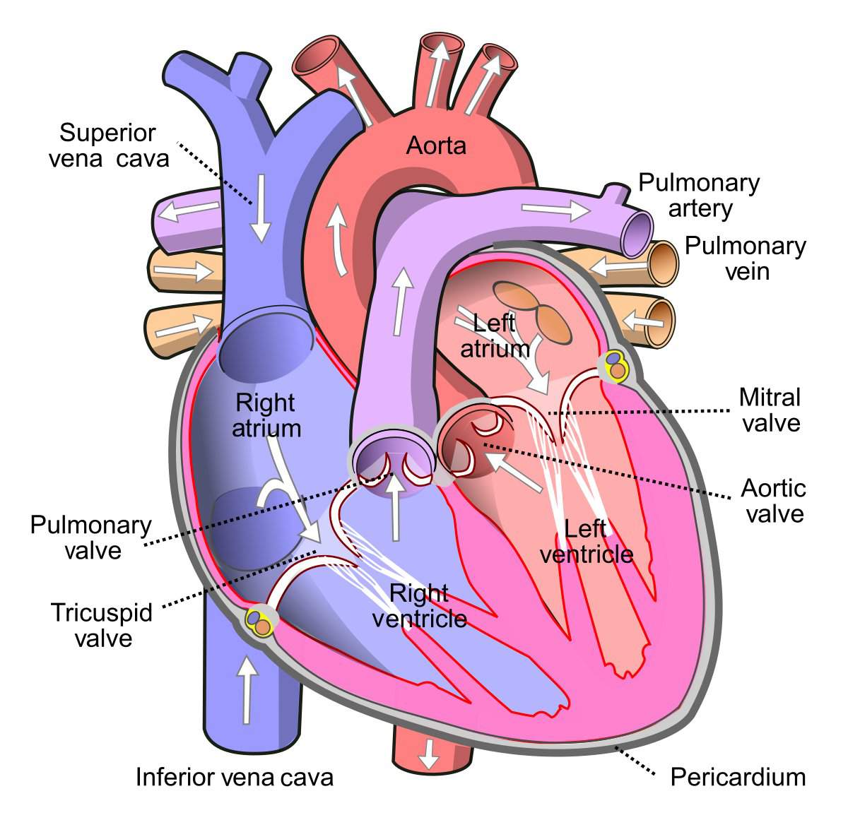 what-are-the-functions-of-right-atrium-right-ventricle-and-left-atrium