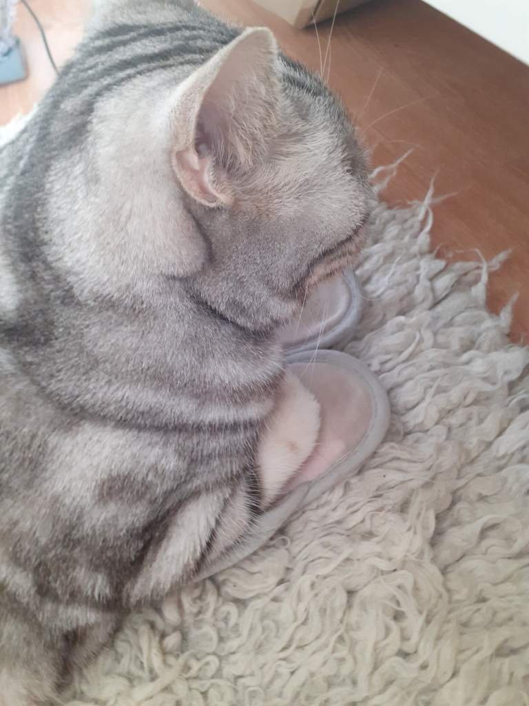 Why Is My Cat Laying On Me More Than Usual at Amber Logan blog