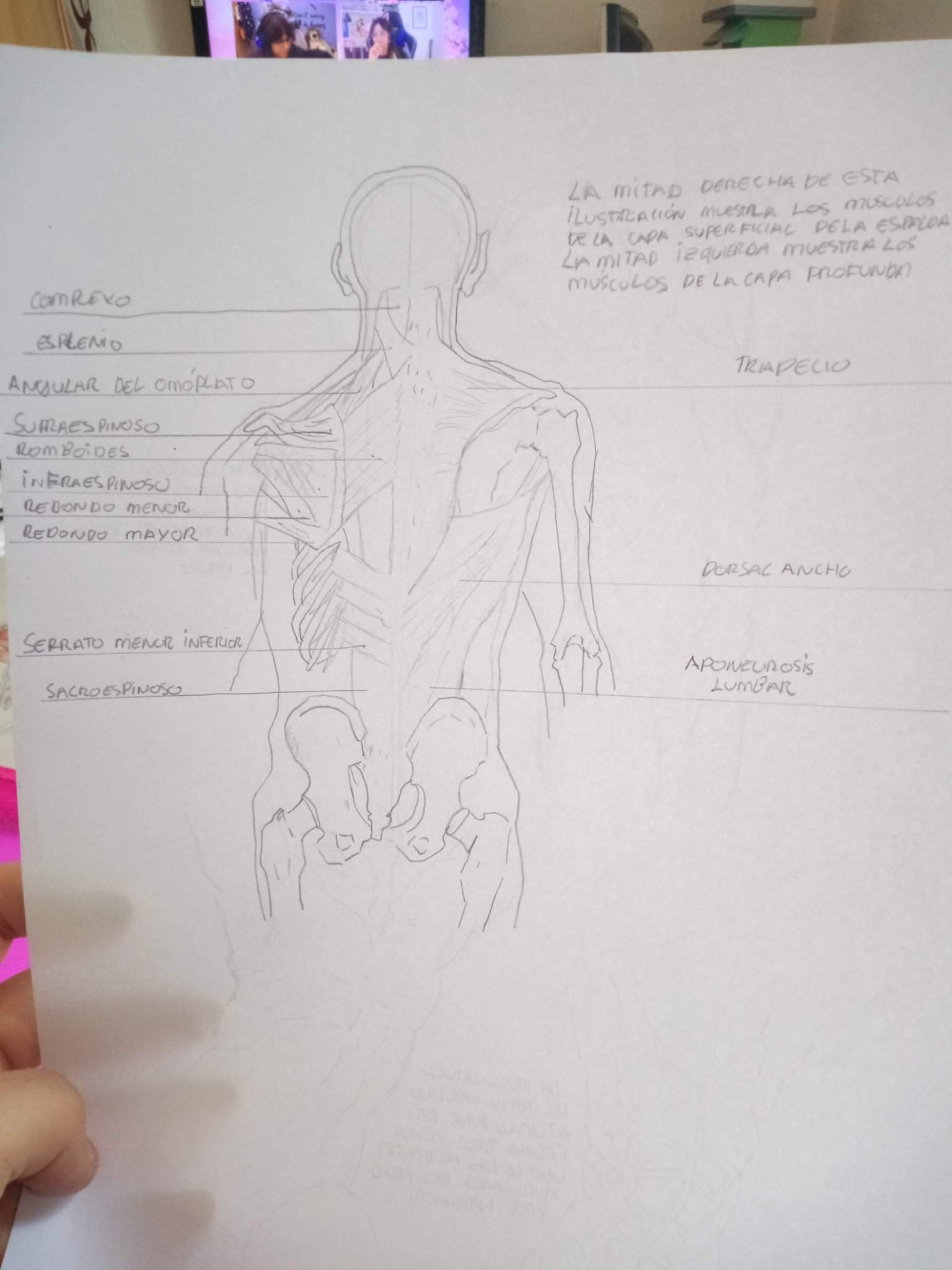 Practicando Anatomía | DibujArte Amino