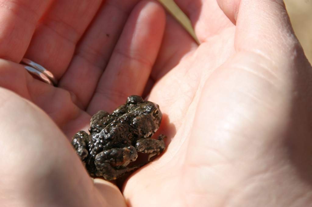 Toad Ideas For Your DR Wiki Harry Potter World Shifting Amino toad-ideas-for-your-dr-wiki-harry-potter-world-shifting-amino