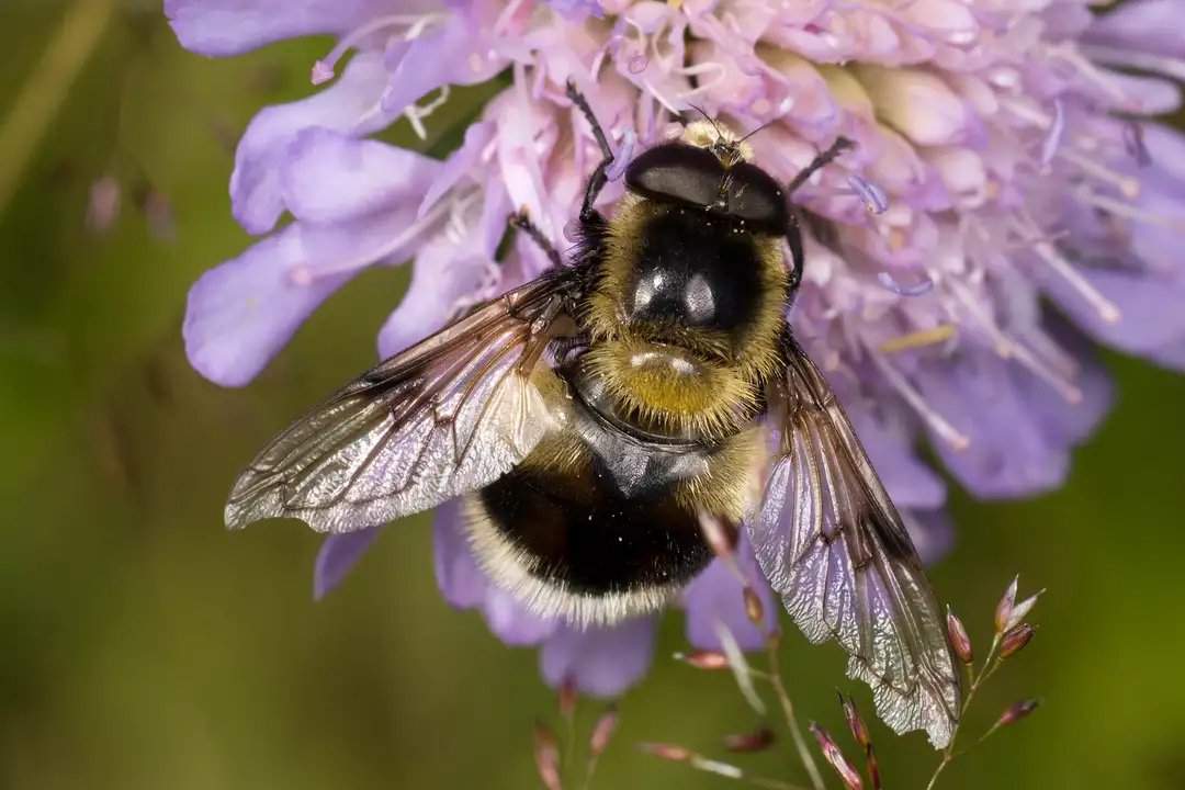 Volucella Bombylans