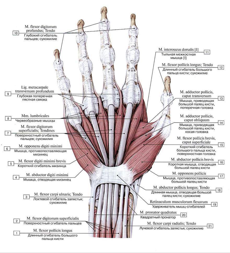 Сухожилия кисти руки человека в картинках