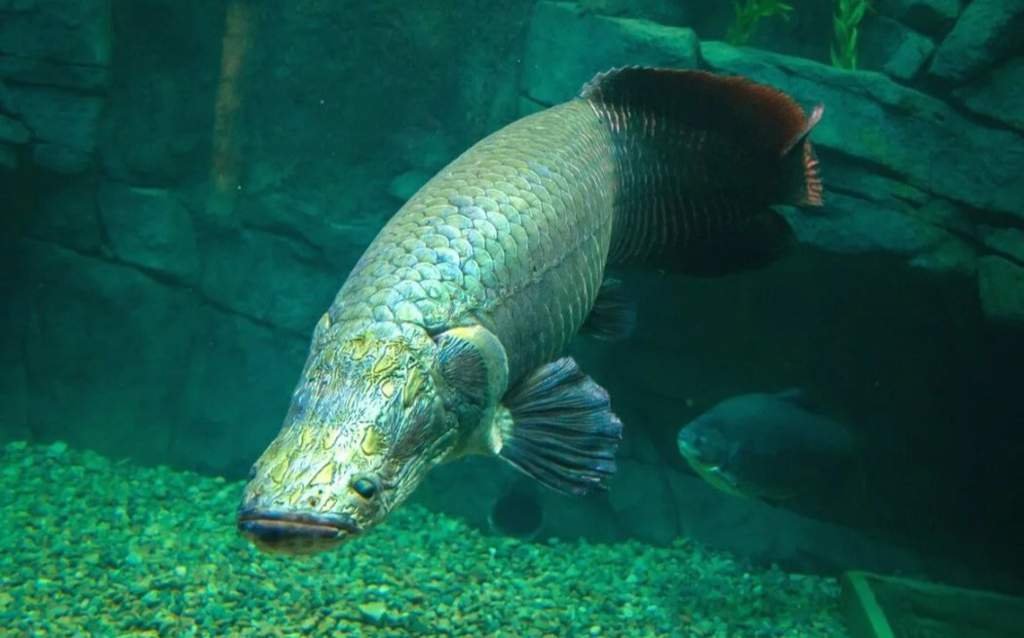 🤍Арапайма | 🐠 Морские Обитатели 🐠 Amino