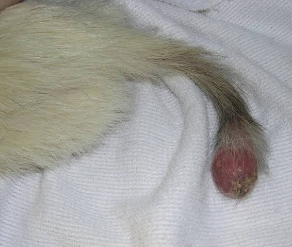 Chordomas In Ferrets 