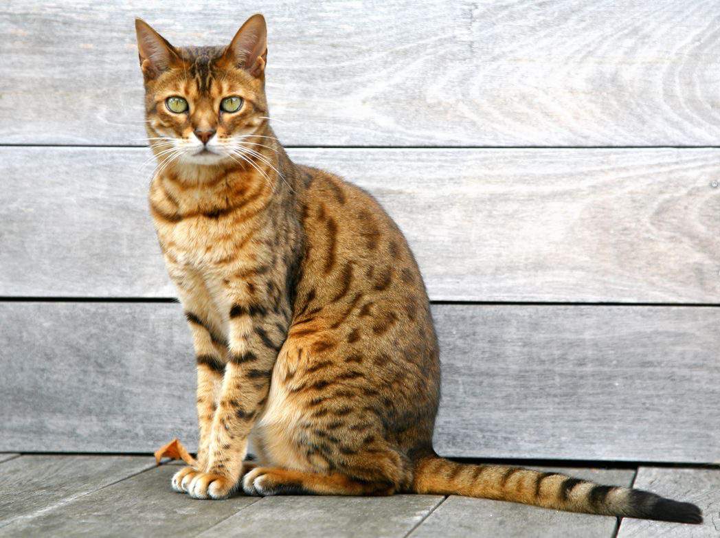 Top 10 Biggest Domesticated Breeds Of Cats | Dating Amino