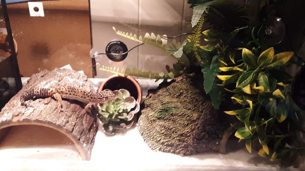 Put more plants in Cryptids quarantine tank. (I have a 2030 gal set up