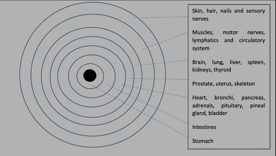 Basic Overview Of Iridology | Wiki | The Witches' Circle Amino