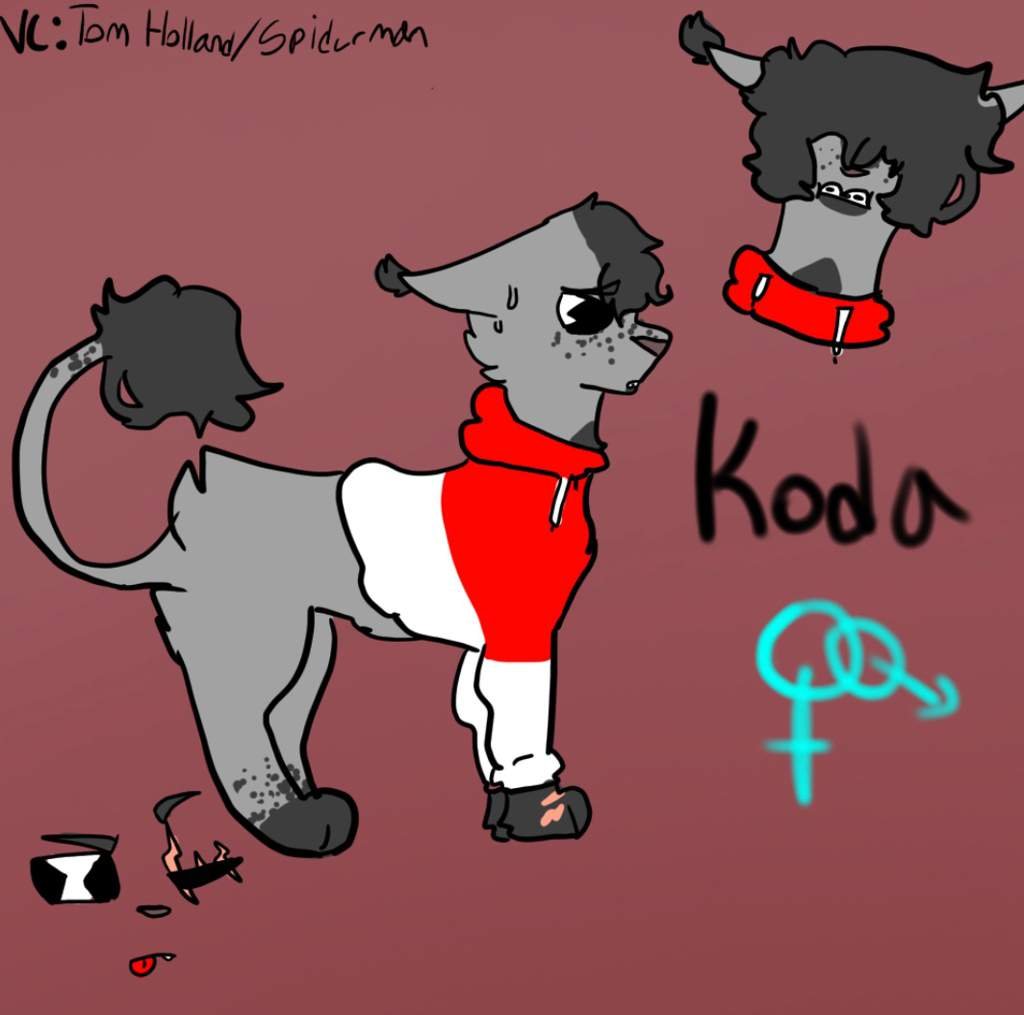 Koda Wiki Warrior Cats🌿🐾 Amino