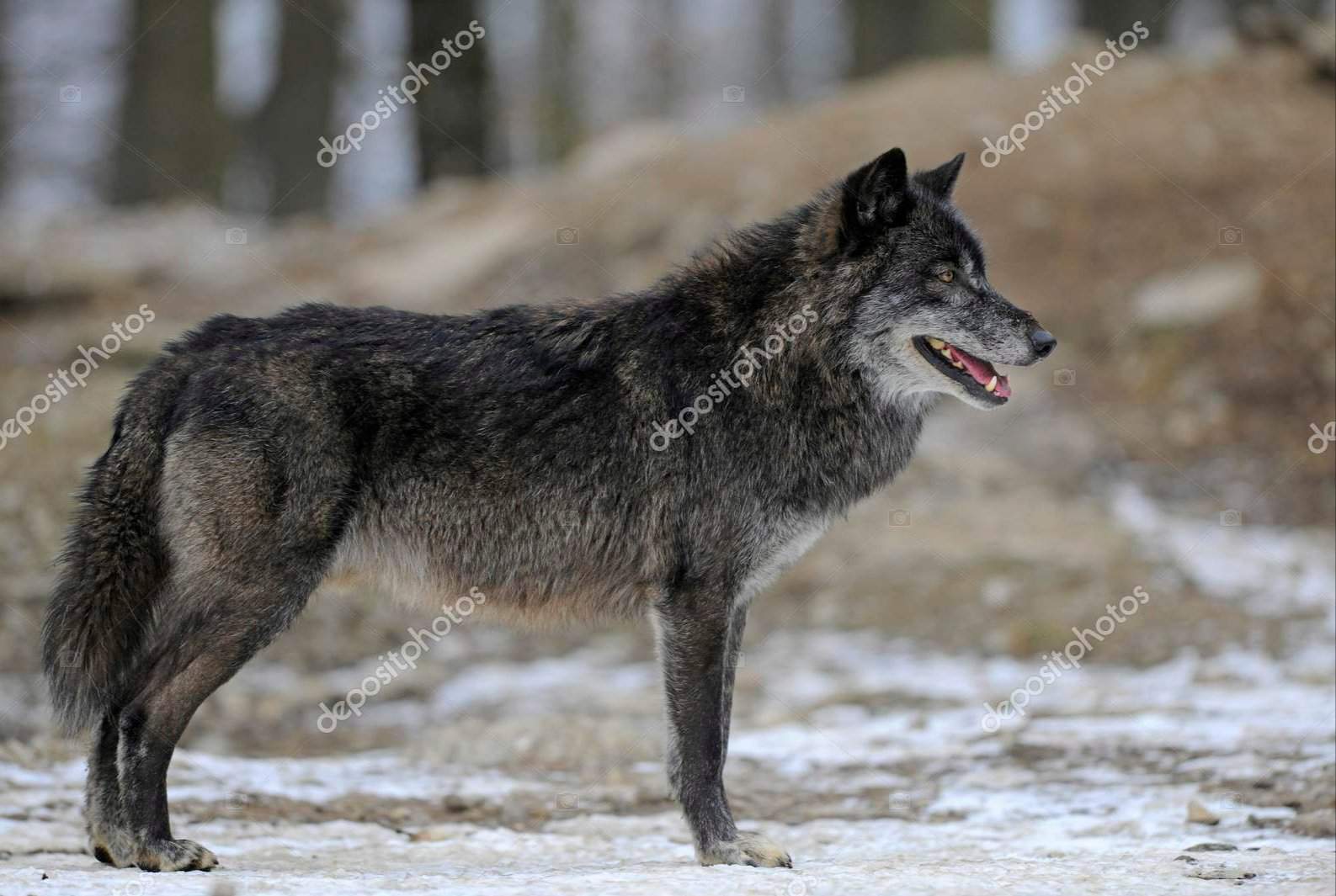 Канадский волк (Маккензи)