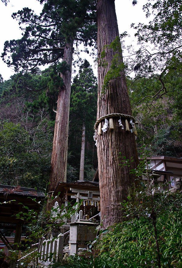 Кодама | Wiki | Фэнтези мир Каарел Amino