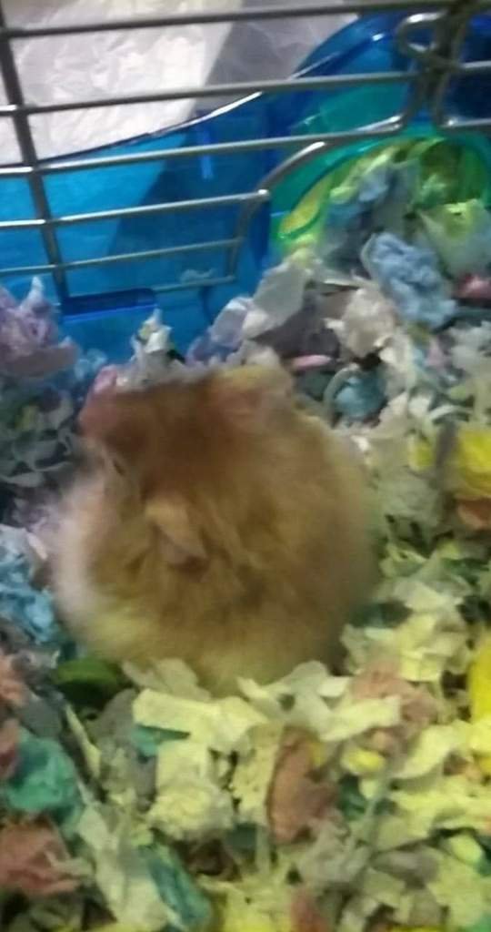 Sunflower Wiki Rodents Amino Amino sunflower-wiki-rodents-amino-amino