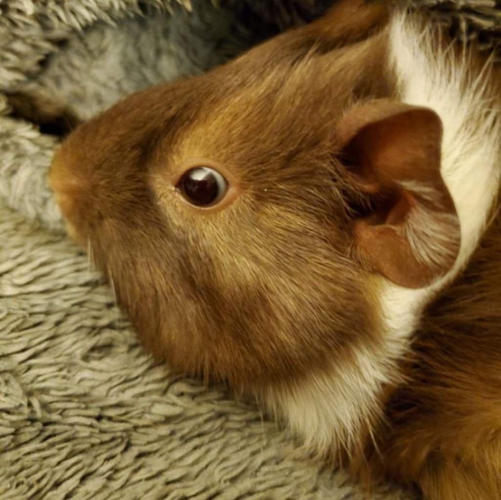 Basil Wiki Guinea Pigs 🐹 Amino