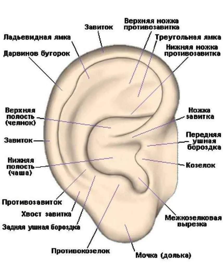 Строение ушной раковины снаружи