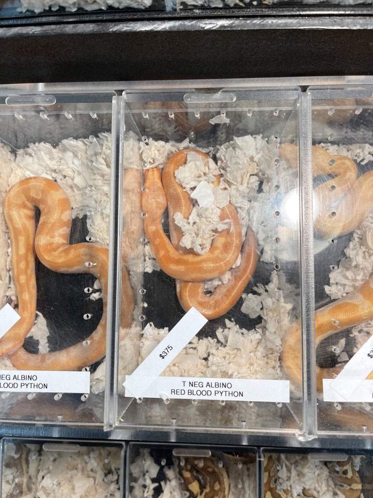 Reptile Expo Slidell 63 - o173sd1