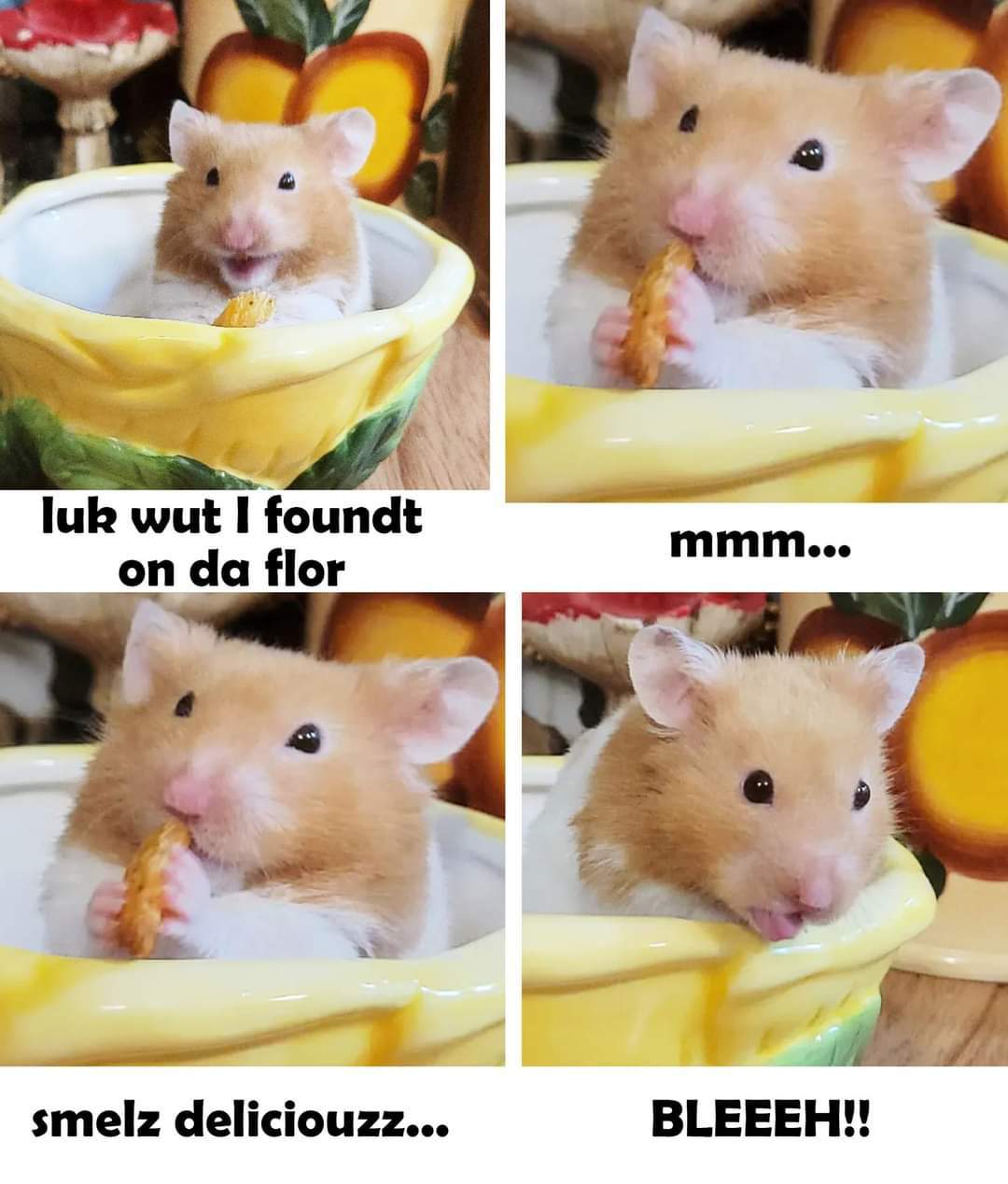A Meme Hamsters Amino