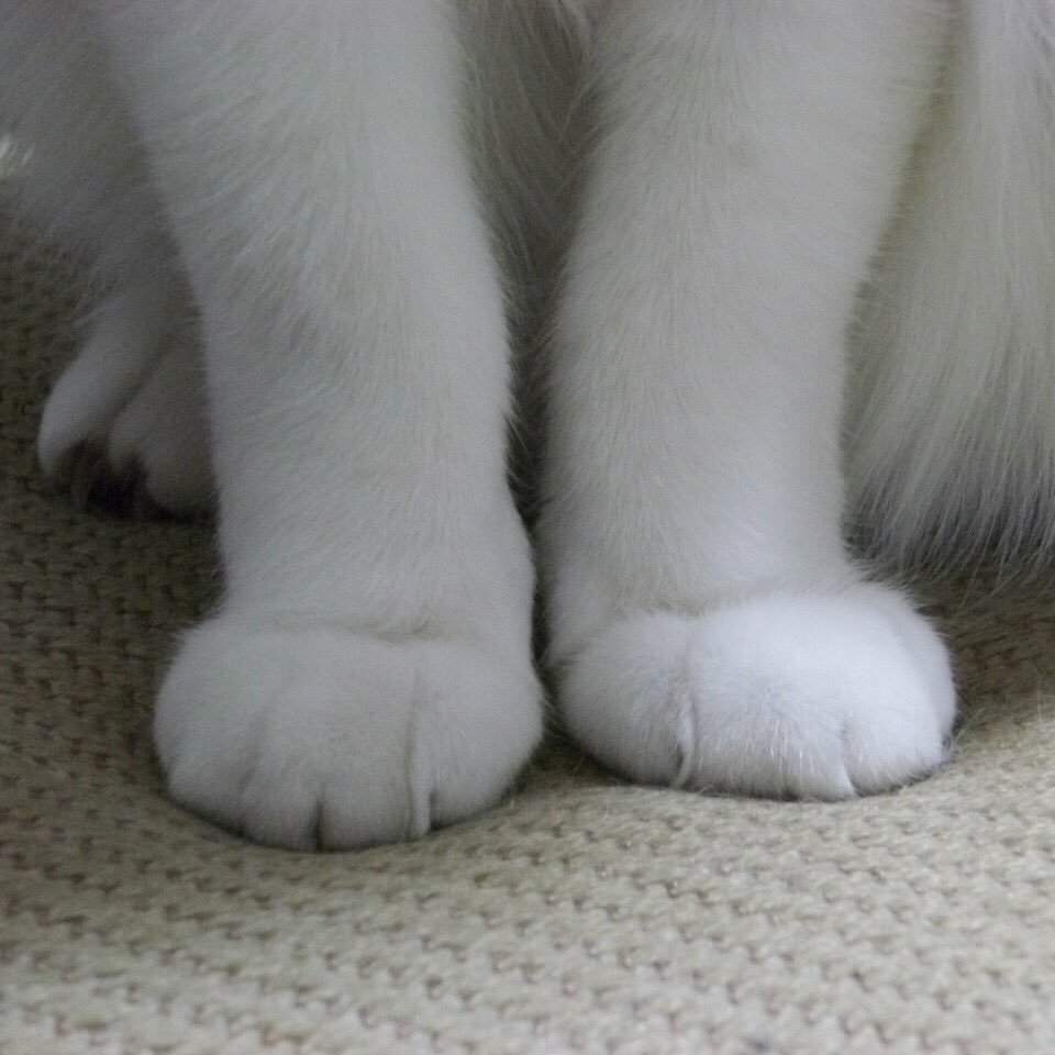 Кот с белыми лапками