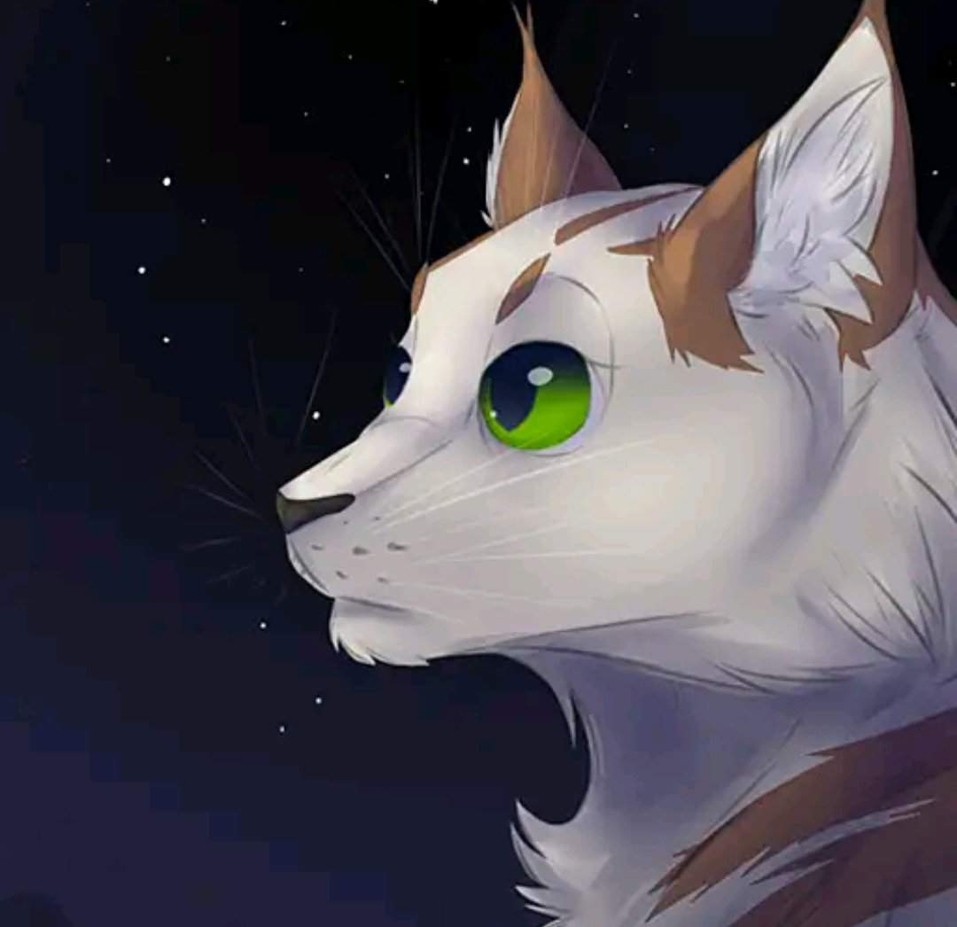 Коты-Воители послание звёзд лепесточек