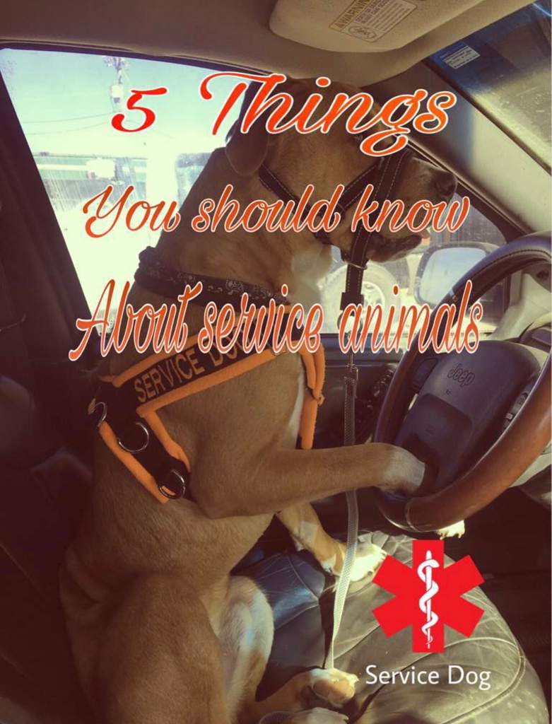 5 Things You Should Know About Service Animals Service Doggies Amino