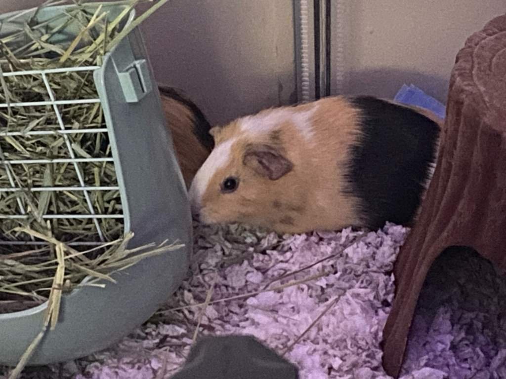 🍀Clover and basil🌿 Lps And Guinea Pigs Amino Amino