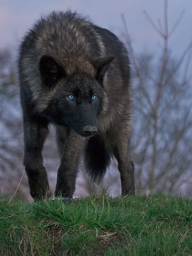 blue eyed black wolf