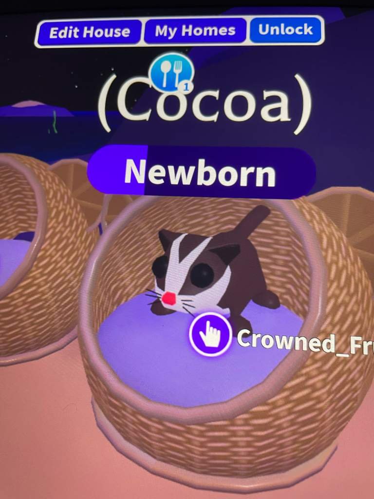 Trading ride sugar glider • Adopt Me • Amino