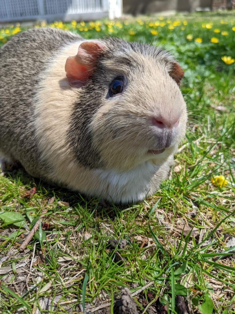 Pineapple 🍍 Wiki Guinea Pigs 🐹 Amino