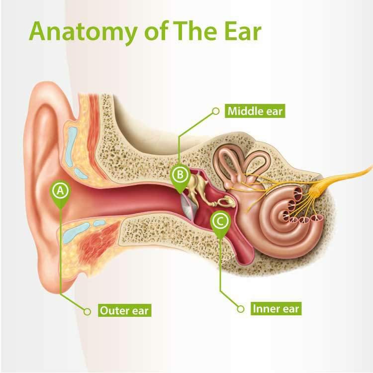 Human Ear Science Amino