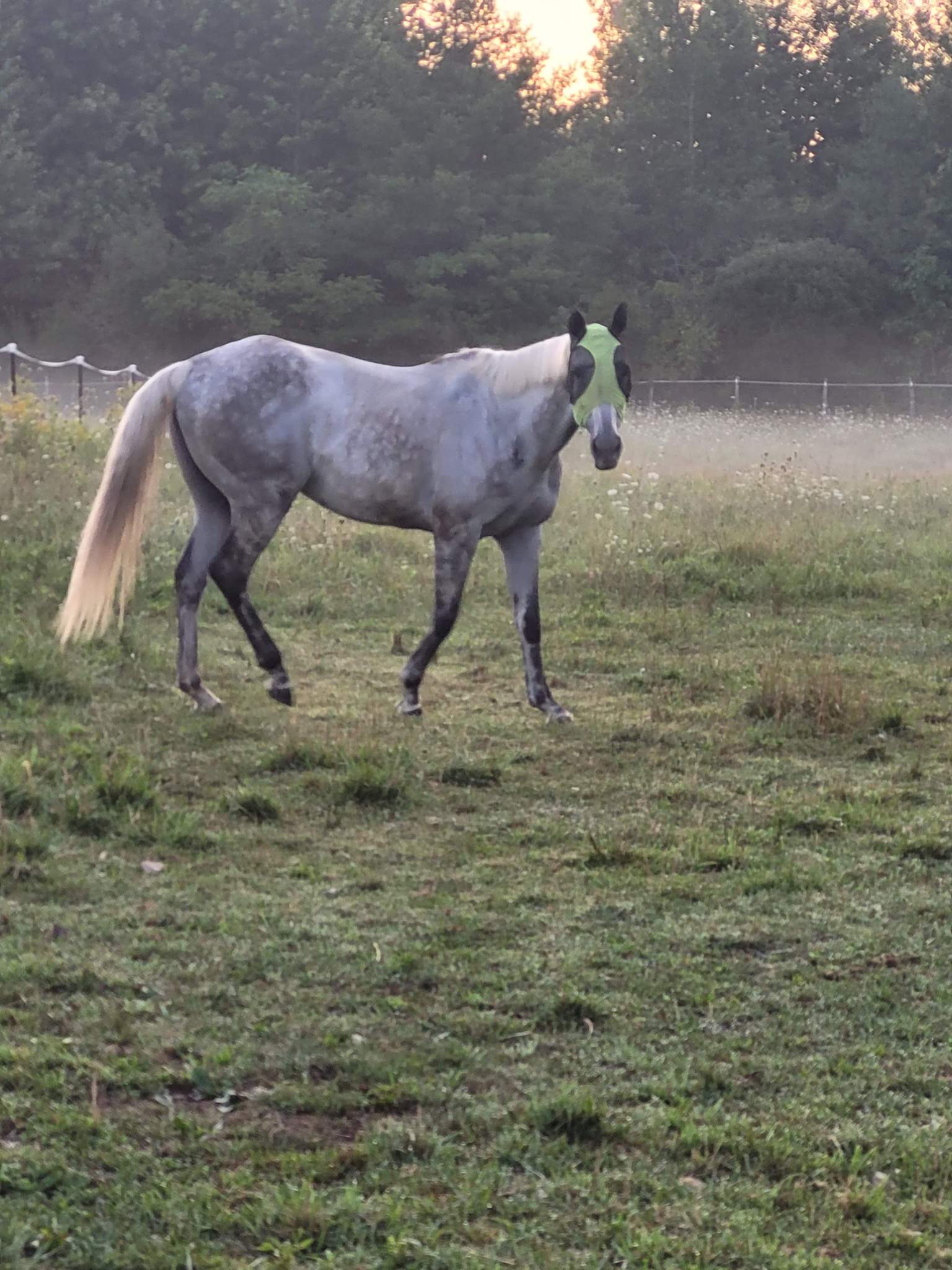 trying-a-horse-equestrian-amino