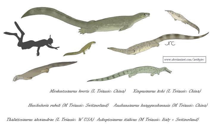 Actualizacion de la lista thalattosauria y sauropterygios basales