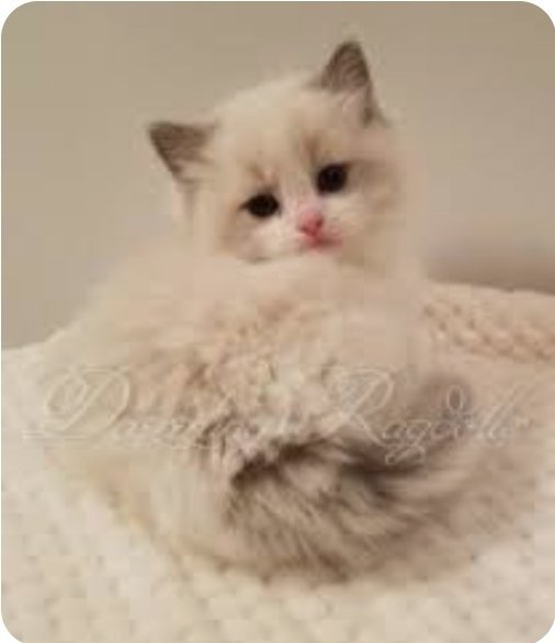 What should I name my kitten? Subliminal Users Amino