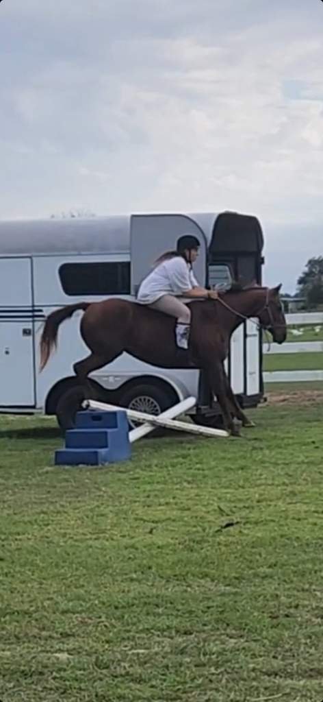 Launch Landing Equestrian Amino