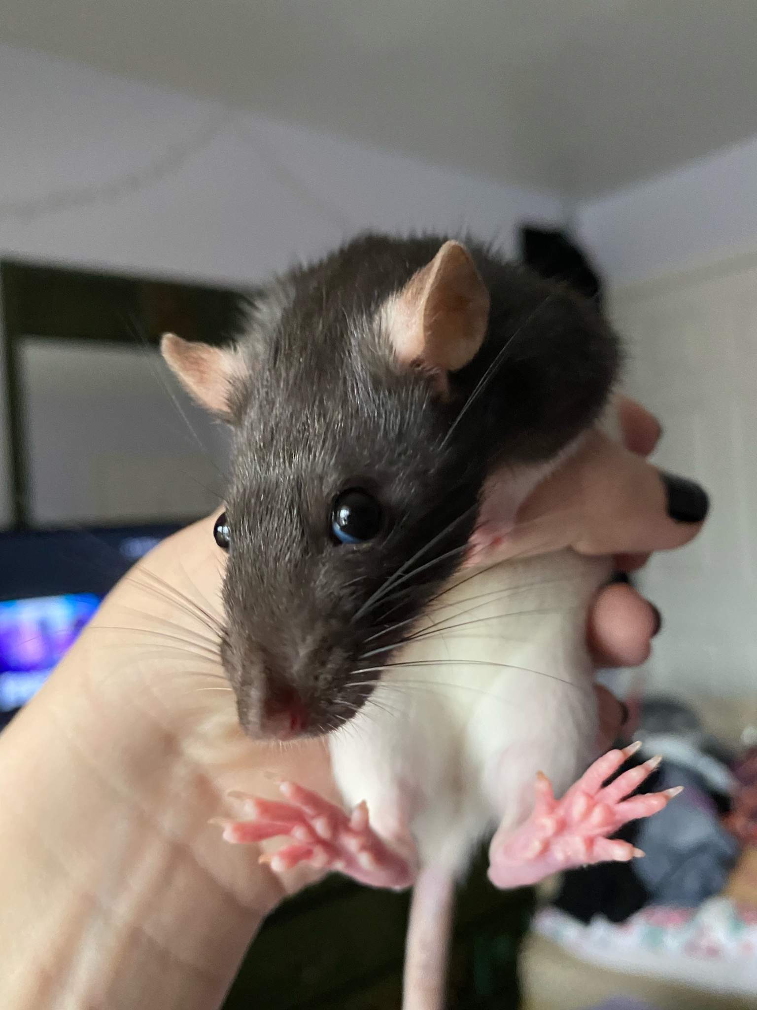 Coconut Wiki Pet Rats🐀 Amino