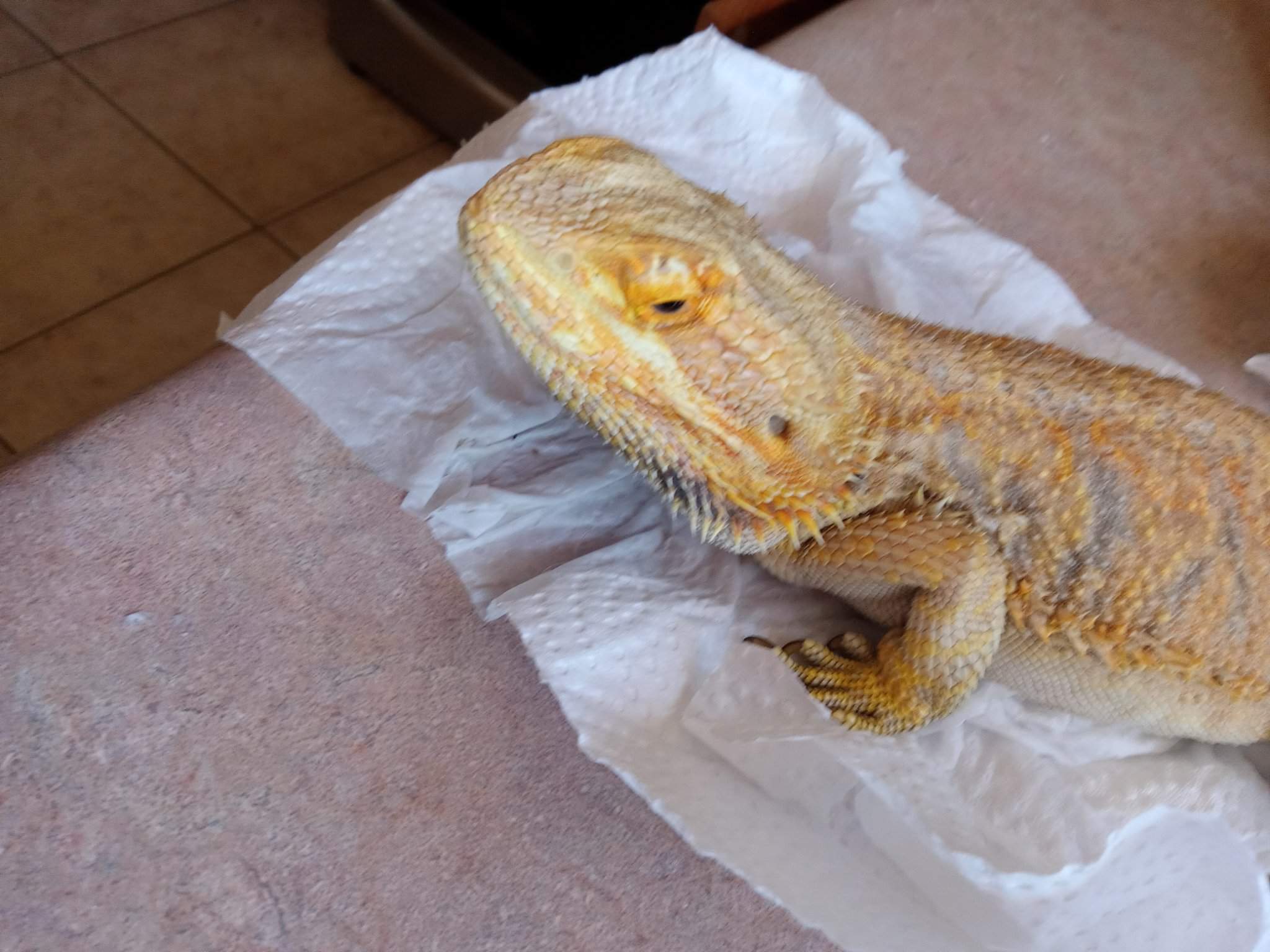 is-he-sick-bearded-dragons-amino