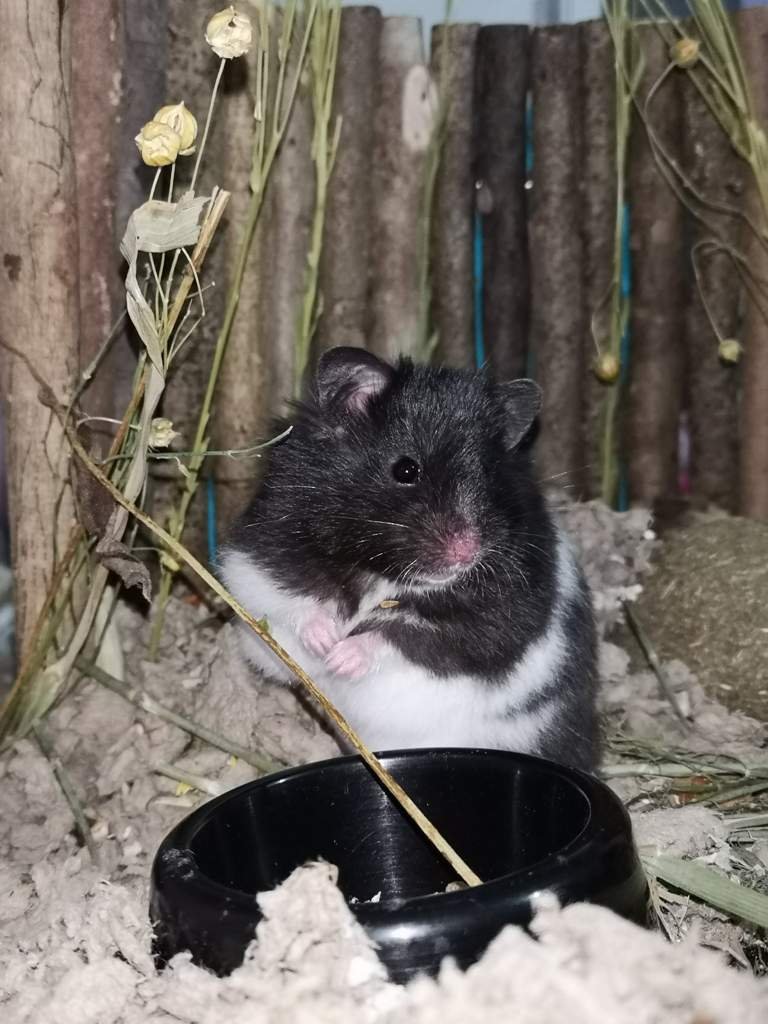 How to pick up a Syrian? Hamsters! Amino