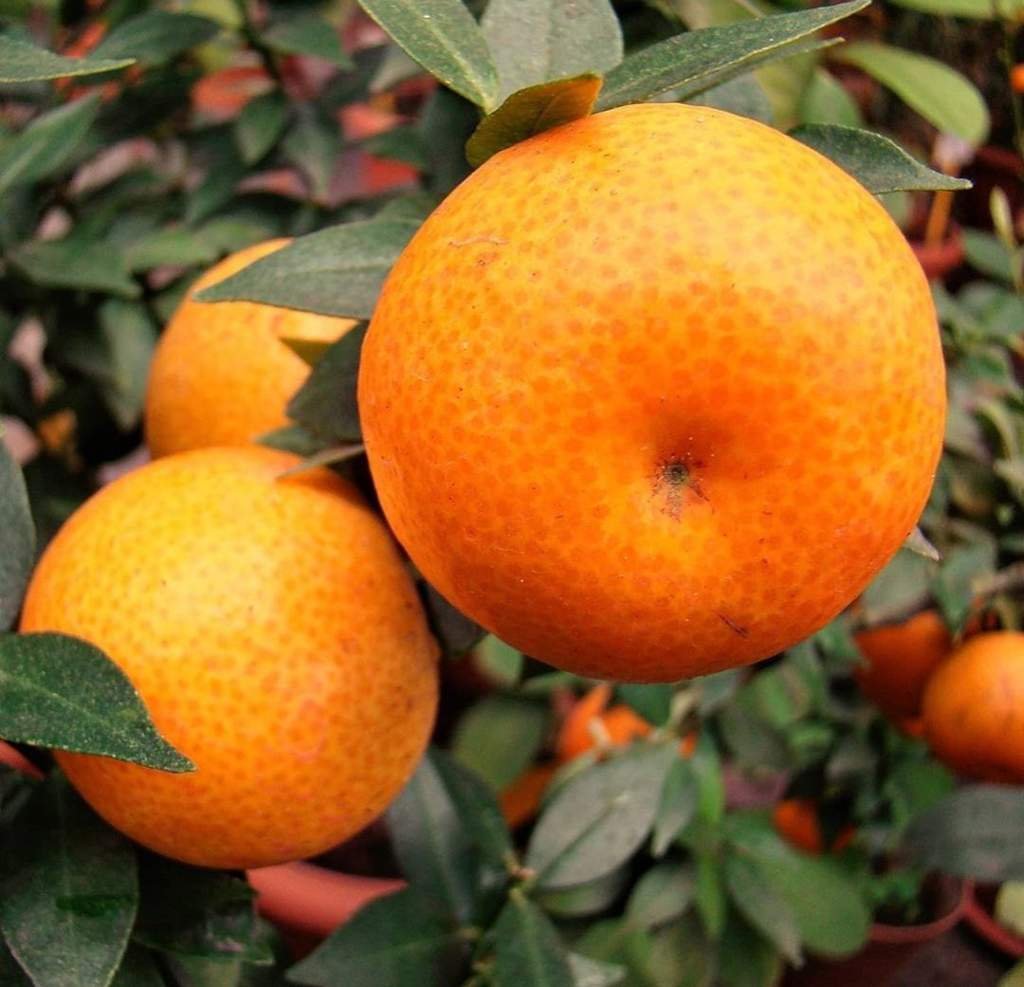 Mandarin Wiki уюᴛныᥔ д᧐ⲙᥙκ Amino